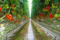 L’agriculture  s’installe en ville