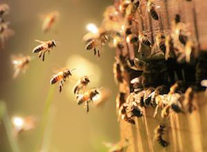 les-abeilles-colonisent-gsf-energia