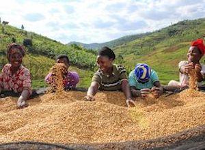 anne-caron-le-cafe-de-specialite-ethique-et-durable