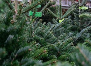 les-jardins-de-gally-des-fetes-responsables