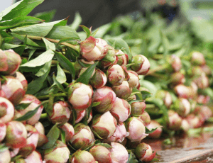 maniere-descamp-lart-floral-local-au-rythme-des-saisons