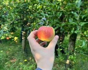 cest-la-saison-des-pommes-et-des-poires